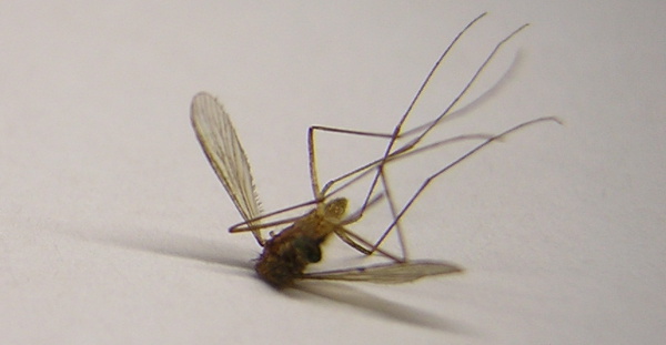 Zabity komar