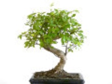 Drzewko bonsai