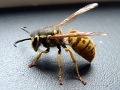 Użądlenia przez osy, pszczoły, szerszenie - pierwsza pomoc