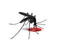 Jak złagodzić swędzenie po ukąszeniu komara?