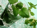 Przepis na mojito bezalkoholowe (virgin mojito)