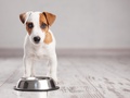 Psia dieta, czyli ABC żywienia czworonogów