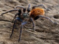 Porada id 8162